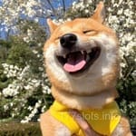 Avatar of Mehwish Iqbal